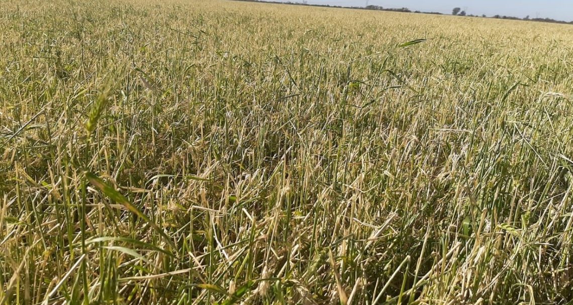 40ZwFPuKc_1300x655__1